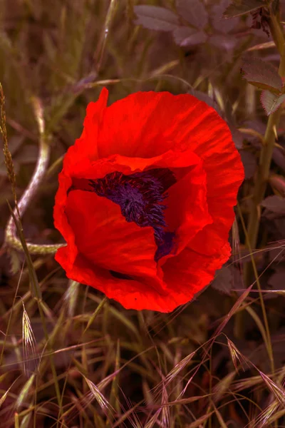Kwitnące Kwiaty Jasne Czerwone Maki Tle Traw Łąkowych Płytka Głębia — Zdjęcie stockowe