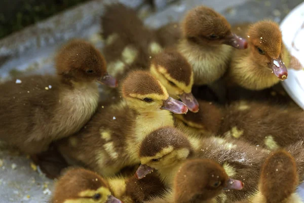 Çiftlik Doğurmak Ördek Yavrusu Satıyor Küçük Ördek Yavrusu Besleme Sırasında — Stok fotoğraf
