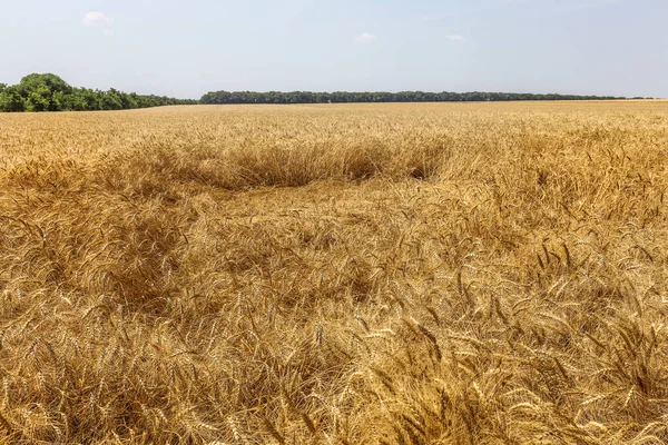 収穫前に完熟乾燥麦畑 金色の小麦は熟して落ちるし 地面に ない時間で収穫される穀物が収穫されます 選択されていない失われた穀物 — ストック写真