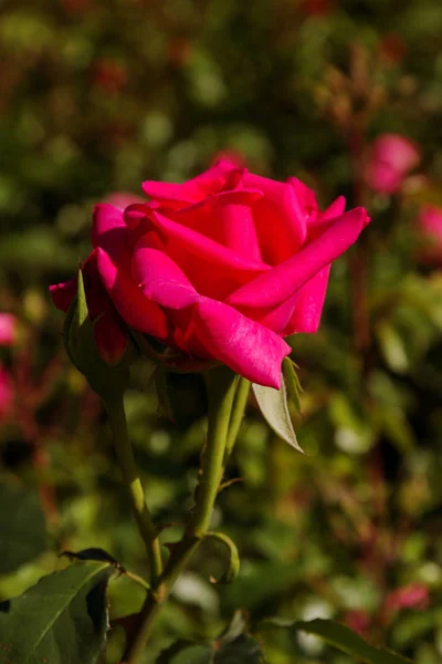Красива Квітуча Червона Троянда Росте Осінньому Саду Фоні Зеленого Листя — стокове фото