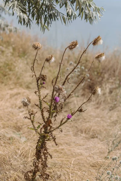 Herbaceous plants \