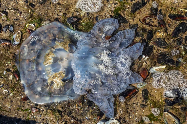 해변에 해파리 바다의 대규모 때문에 해변에 해파리 파입니다 해안에 화상의 — 스톡 사진