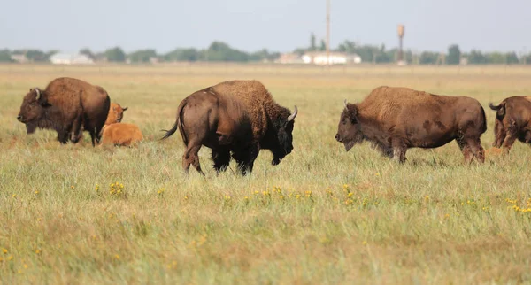 Beautiful Herd Buffaloes Resting High Grass National Safari Park Oskaniya — Stock Photo, Image