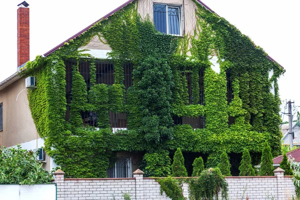 Современный Дом Покрытый Зелёной Айви Зеленый Кёрлинг Плющ Растет Стене — стоковое фото