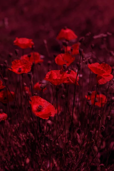Květy Červené Vlčí Máky Květ Divoké Hřišti Krásné Pole Červené — Stock fotografie