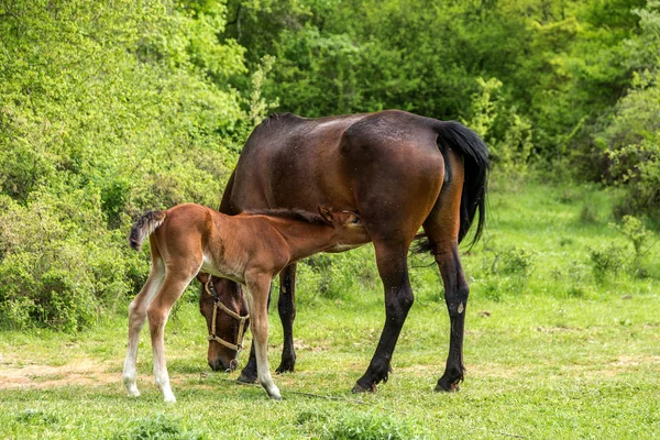 Gedomesticeerde Paard Grazen Een Bergdal Het Weiland Een Achtergrond Van — Stockfoto