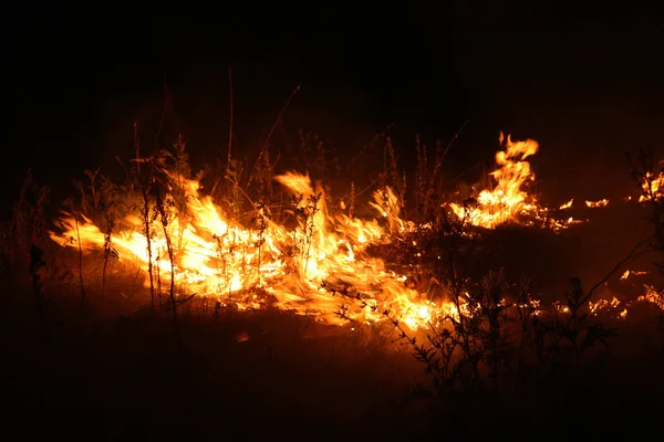 Lesní Požár Padlý Strom Shořelo Zemi Spousta Kouře Při Vildfire — Stock fotografie