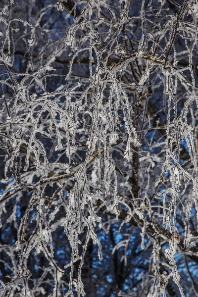 Mooie Winter Landschap Scène Achtergrond Wit Sneeuw Bedekt Bomen Ijs — Stockfoto