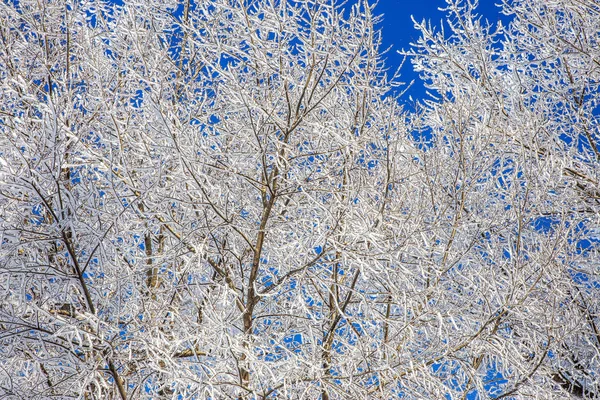 Piękny Zimowy Krajobraz Sceny Tło Wit Snow Pokryte Drzewami Rzeka — Zdjęcie stockowe