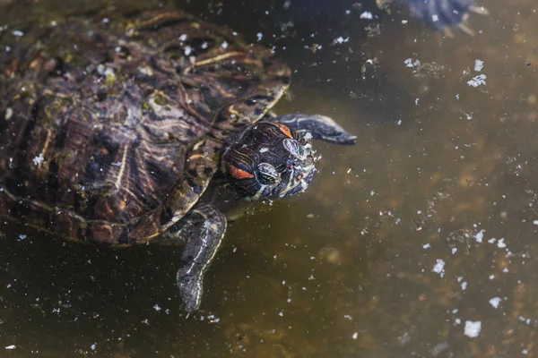 Eine Obaknovennaya Sumpfschildkröte Wasser Eines Kleinen Waldteiches Rotohr Sumpf Tierwelt — Stockfoto