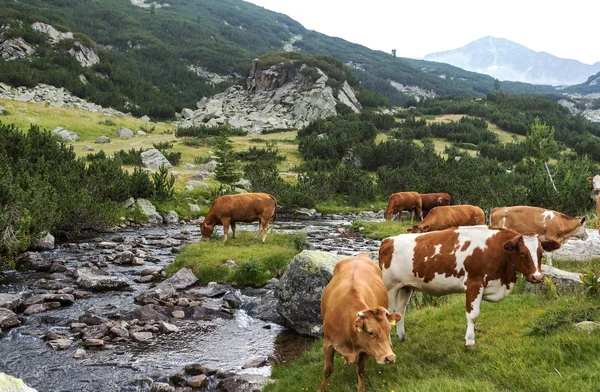 Paisaje Idílico Verano Las Montañas Con Vacas Pastando Verdes Pastos — Foto de Stock