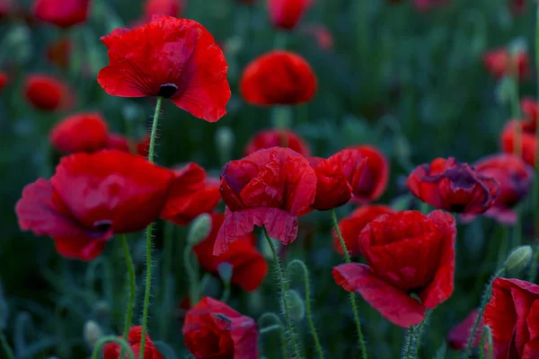 Blüht Roter Mohn Auf Wildem Feld Schöne Rote Feldmohn Mit — Stockfoto