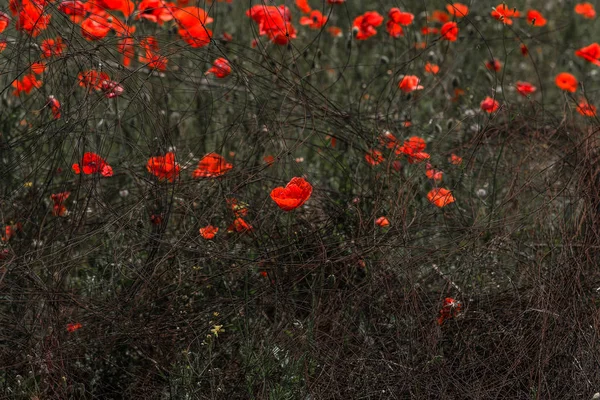 Rote Mohnblumen Auf Dem Frühlingsfeld Einem Strahlend Sonnigen Tag Mit — Stockfoto