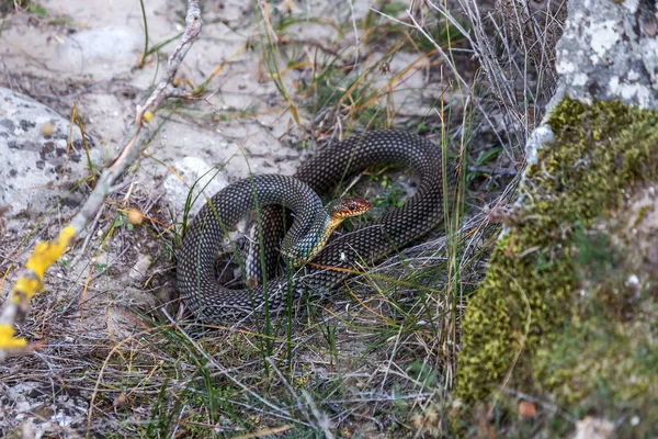 Serpente Barriga Amarela Banhar Sol Numa Fenda Pedra Maior Cobra — Fotografia de Stock