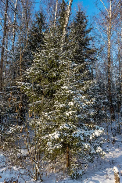 Vue Sur Les Arbres Enneigés Forêt Hiver Comme Fond Thème — Photo