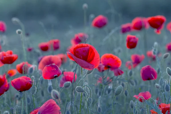 Flores Las Amapolas Rojas Florecen Campo Salvaje Hermosas Amapolas Rojas —  Fotos de Stock