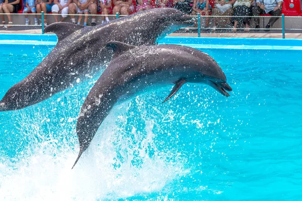 Odessa Ukraine June 2013 Dolphins Creative Entertaining Show Dolphinarium Full — Stock Photo, Image