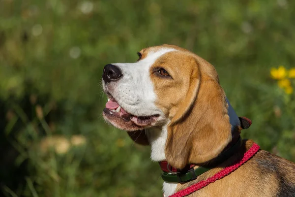 A small dog beagle puppy is sitting on the grass of the park. Portrait of a head of a charming cute beagle puppy on a grass background in a hot sunny day