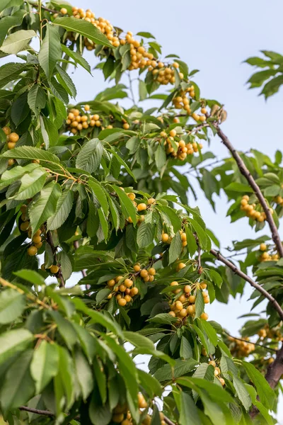 樱桃挂在樱桃树的枝头上 夏天花园里樱桃树绿叶间的成熟樱桃等待着采摘浆果 — 图库照片