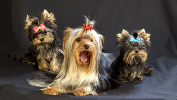 Guapo Joven Arreglado Pura Raza Yorkshire Terrier Posando Cámara Sobre —  Fotos de Stock