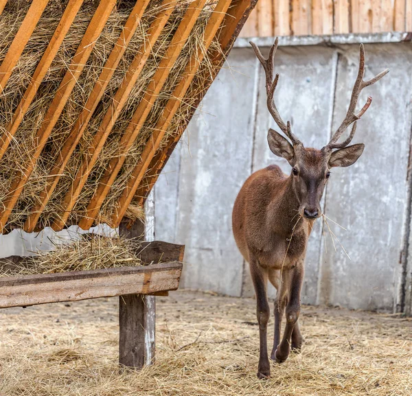 Deer hunting in the paddock on a farm being treated. Family of deer in the spacious aviary zoo