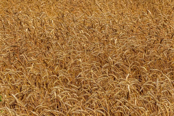 Farma Zralé Žluté Pšeničné Pole Připraven Sklizeň Krásné Podzimní Krajina — Stock fotografie