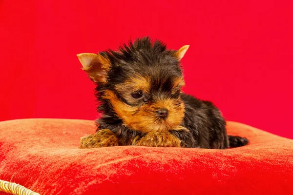 Yorkirsky Terrier Estudio Sobre Fondo Negro Encantador Con Hermoso Pelo —  Fotos de Stock