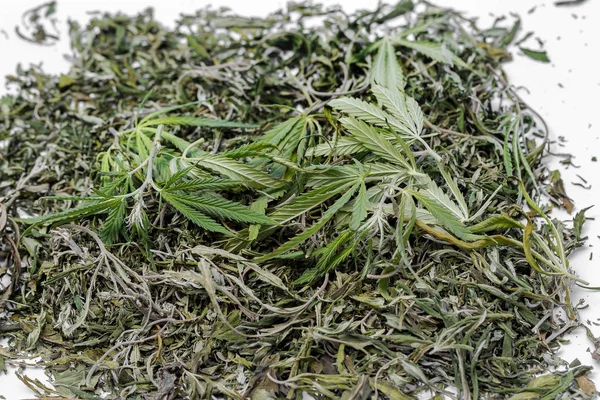 Daun Hijau Ganja Pada Cabang Cabang Batang Tanaman Hemp Tanaman — Stok Foto