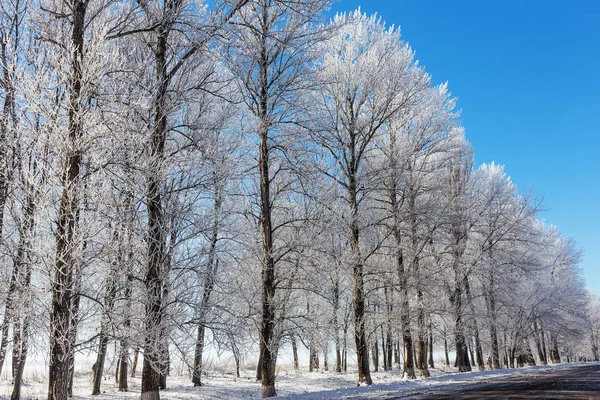 Kış karla kaplı yol. Ağaçlar buz ve kar karla kaplı yolun kenarında. Parlak karlı kış manzara soğuk güneşli kış günü