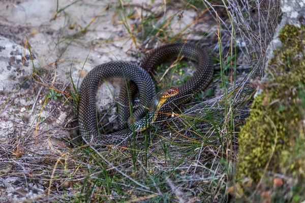 Serpente Barriga Amarela Banhar Sol Numa Fenda Pedra Maior Cobra — Fotografia de Stock