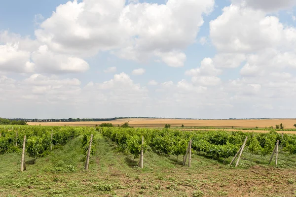 Ukrayna'da yeşil bağ ve mavi gökyüzü. mavi gökyüzü, beyaz bulutlar ile alandaki küçük üzüm bağları vardır. Seçici odak