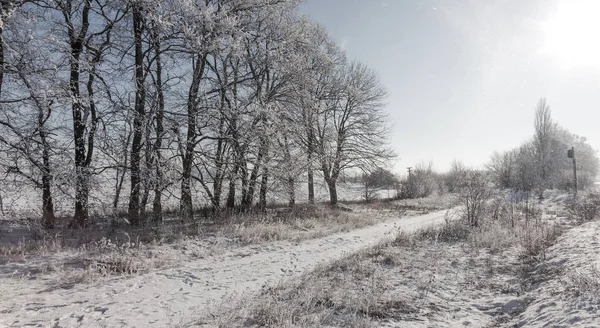 Заснеженная Зимняя Дорога Деревья Морозе Снег Обочине Заснеженной Дороги Яркий — стоковое фото