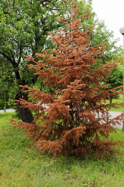 Marchita Árbol Grande Árbol Navidad Césped Parque Verano Concepto Calentamiento —  Fotos de Stock