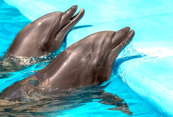 Feliz Lindo Golfinho Sorrindo Uma Água Azul Piscina Dia Ensolarado — Fotografia de Stock