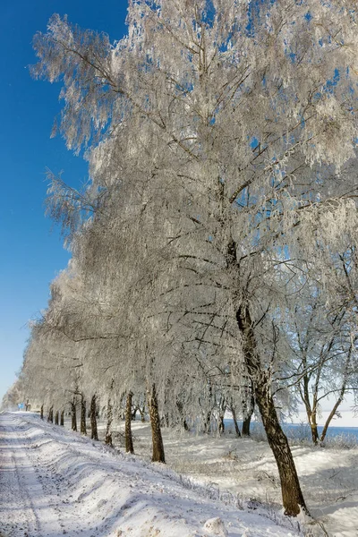 Schneebedeckte Winterstraße Bäume Bei Frost Und Schnee Straßenrand Strahlend Verschneite — Stockfoto
