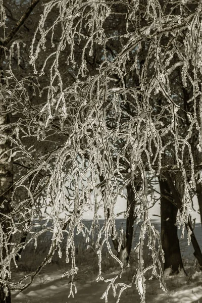 Mooie Winter Landschap Scène Achtergrond Wit Sneeuw Bedekt Bomen Ijs — Stockfoto