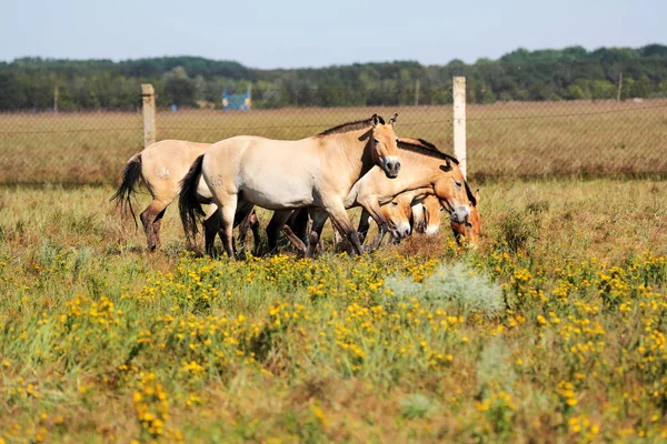 Una Manada Caballos Przewalski Askania Nova Pastan Libremente Estepa Ucraniana — Foto de Stock