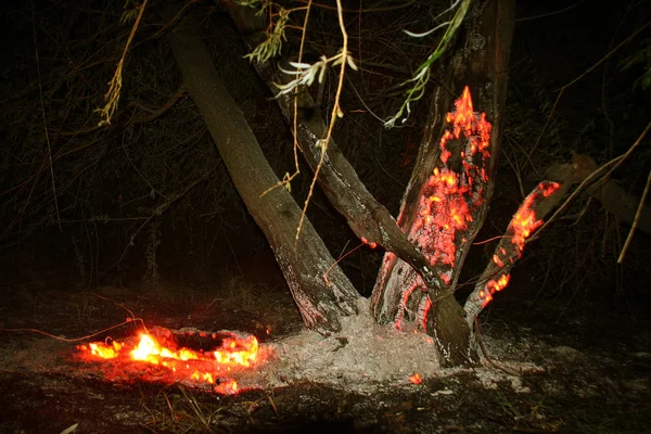 Δασική Πυρκαγιά Πεσμένο Δέντρο Που Καίγεται Έδαφος Πολύ Καπνό Όταν — Φωτογραφία Αρχείου