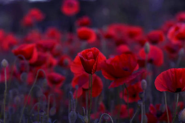 無人の野の花が赤いケシ 選択的なフォーカスを持つ美しいフィールド赤いケシ 柔らかな光で赤いケシの花 赤いケシの空き地 調子を整えます 暗い低いキーで創造的な処理 — ストック写真