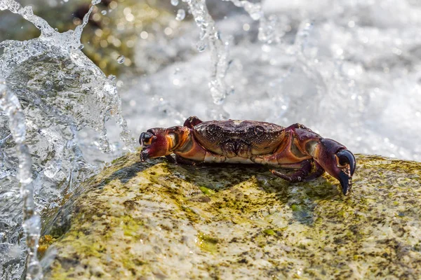 European green crab. Crab surrounded by seaweed. Sea wave flooded sitting on a stone crab in bright sunlight