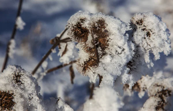 Vackra Vinter Landskap Scen Bakgrund Wit Snötäckta Träd Och Ice — Stockfoto