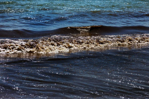 汚れた海の波が海岸の古い汚い藻にくぎ付けになった 海のビーチでサーフィンの茶色海藻ラインで汚い 汚れた海 環境汚染の環境問題 海の波の海藻 ビーチは閉じられます 入浴が禁止されています — ストック写真