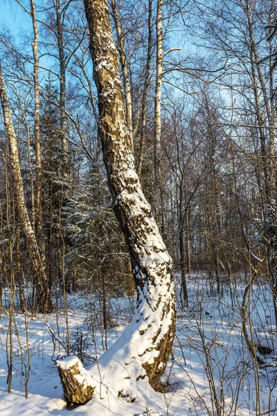 Vue Sur Les Arbres Enneigés Forêt Hiver Comme Fond Thème — Photo