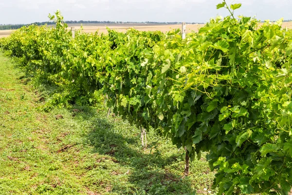 Green Vineyard Blue Sky Ukraine Vineyards Small Grapes Field Blue — Stock Photo, Image