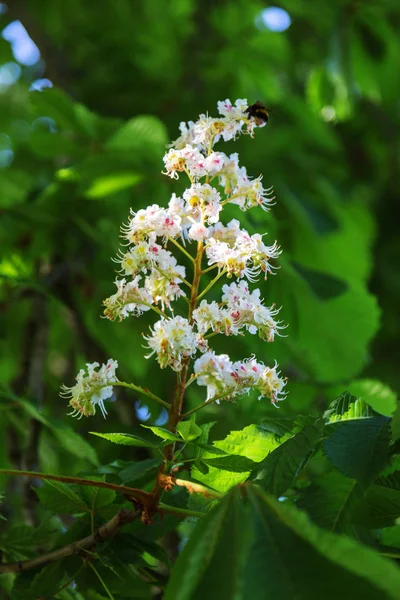 Floração Ramos Castanheiro Castanea Sativa Árvore Cavalo Castanha Árvore Conker — Fotografia de Stock