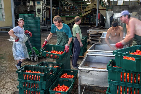 Odessa Ukraine Setembro 2015 Processo Trabalho Produção Tomate Para Fábrica Fotos De Bancos De Imagens Sem Royalties