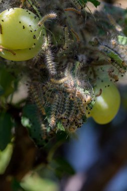 Tırtıllar ağaçta kozalar yaptılar. Tırtıllar ağaçtaki tüm yaprakları yediler ve kozadaki ağ dallarını sardılar. Kelebek tırtılı koza içinde çürüyen ağacın dallarında. Tarım Böcekleri