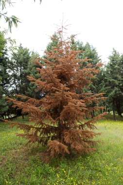 büyük ağaç yaz Park'ın bahçesinde bir Noel ağacının kurumuş. Kavramı, küresel ısınma, yaklaşık yaz dönemleri etkisini gösteren. İklim değişikliği kavramı. Küresel ısınma