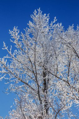 Güzel kış manzara sahne arka plan zekâ kar ağaçlar ve buz nehir kaplı. Güzellik güneşli kış zemin. Harikalar. Snowy orman ayaz ağaçlarda. Sakin kış doğa güneş ışığı altında