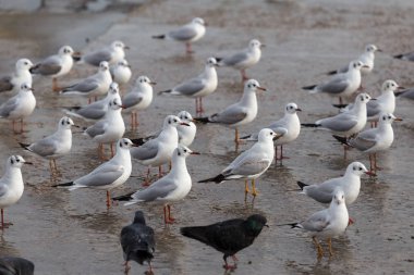 Bir sürü deniz martı denizde kapatın. Martılar deniz sahilde.